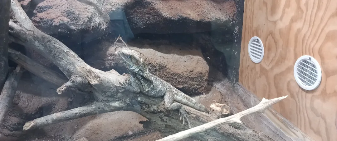 🐠Kopshti zoologjik i Jesolo🐢 — Foto 5