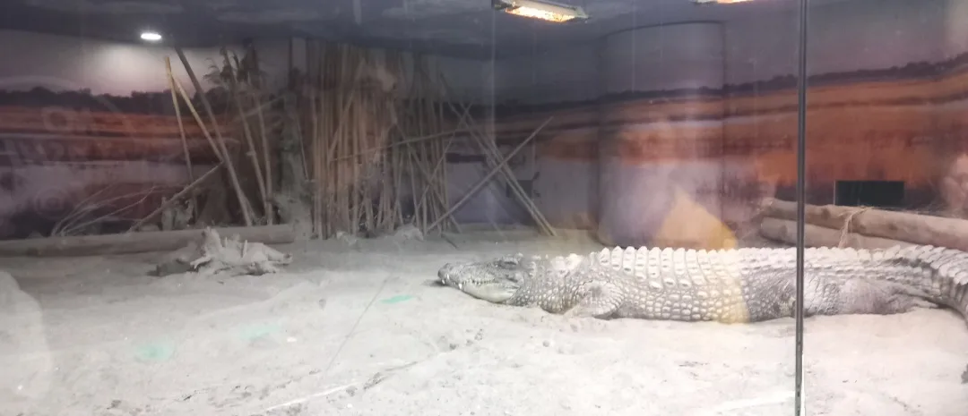 🐠Kopshti zoologjik i Jesolo🐢 — Foto 4