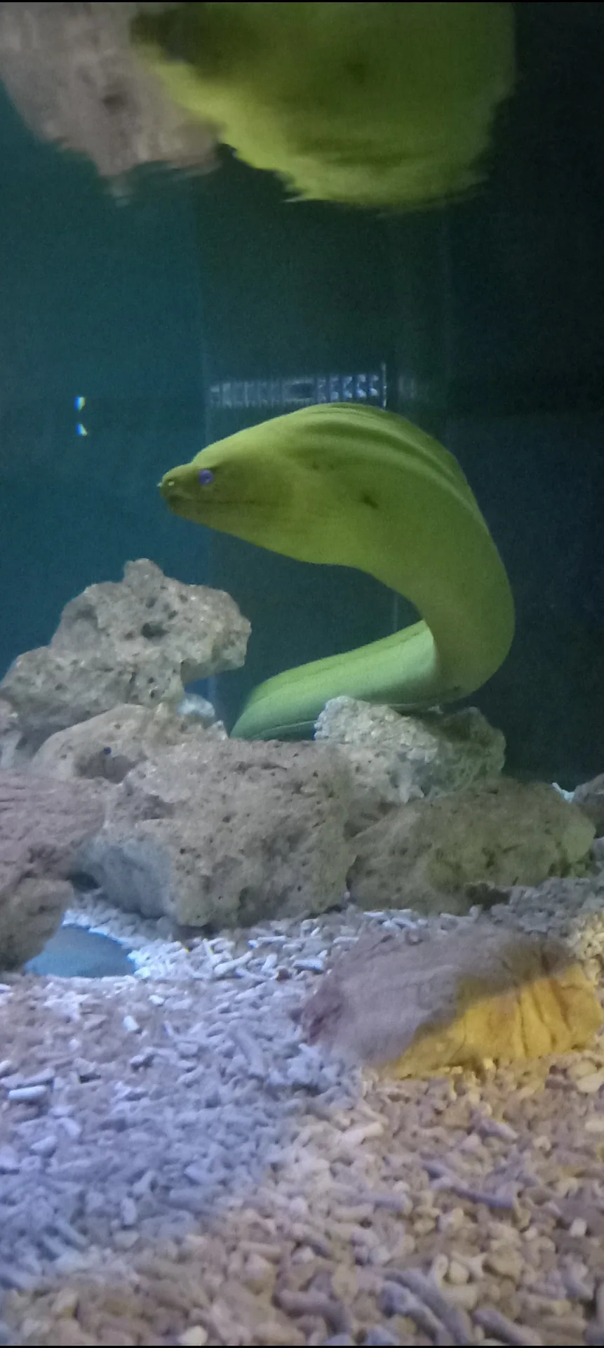 🐠Kopshti zoologjik i Jesolo🐢 — Foto 3